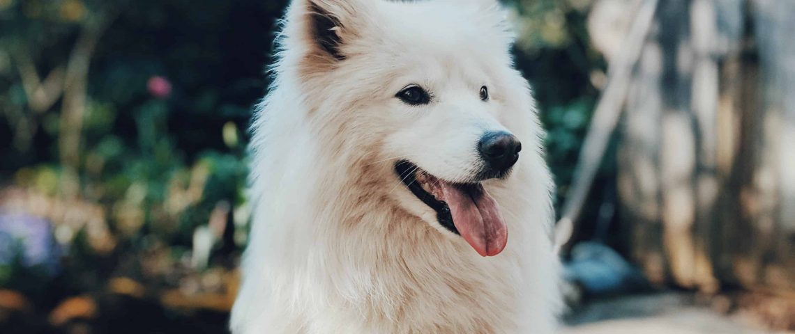 lui-peng-ybHtKz5He9Y-unsplash